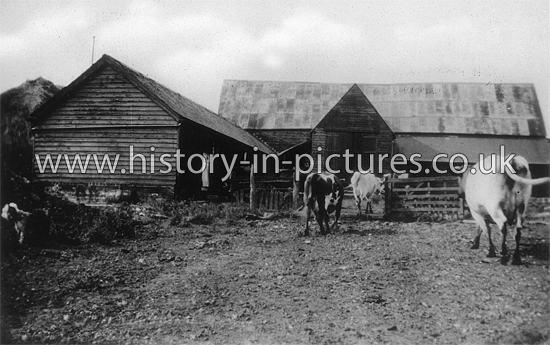 The Milking Sheds, Highlands Farm, Mayland, Essex. c.1930's